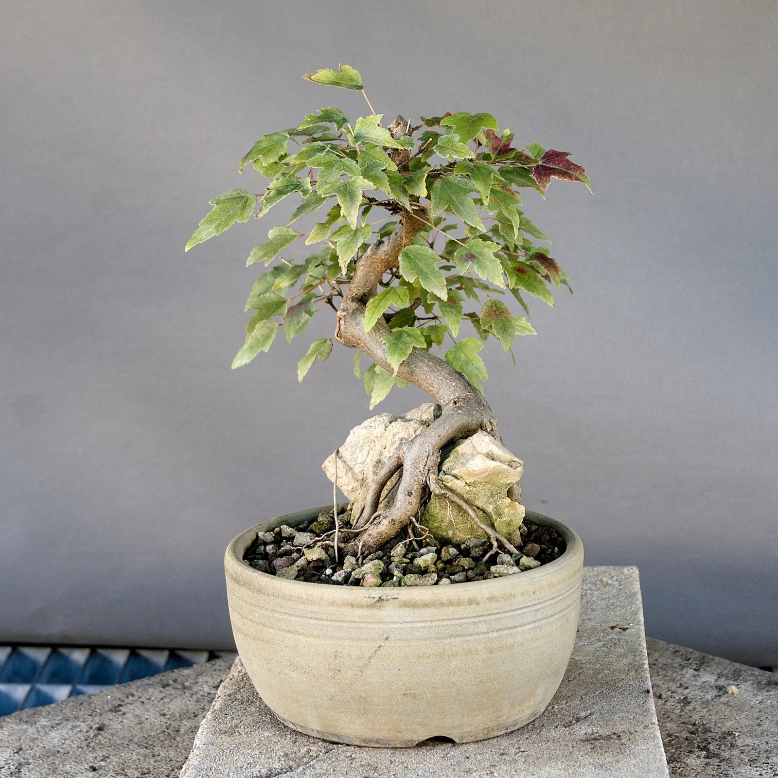 Dreispitzahorn Bonsai (Acer buergerianum) auf Fels, ca. 20 Jahre, Ansicht 6