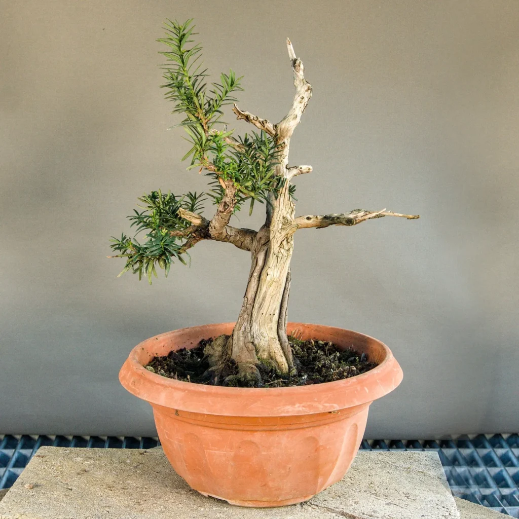 Eibe Bonsai (Taxus baccata) mit Totholz, ca. 20 Jahre, Vorderseite