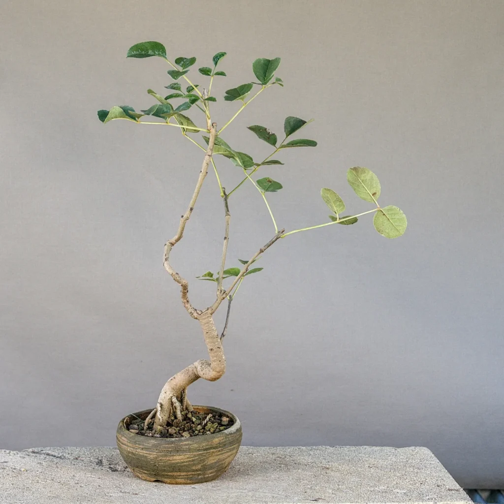 Ash bonsai (Fraxinus ornus, manna ash), about 5 years, front