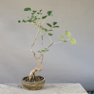 Ash bonsai (Fraxinus ornus, manna ash), about 5 years, front