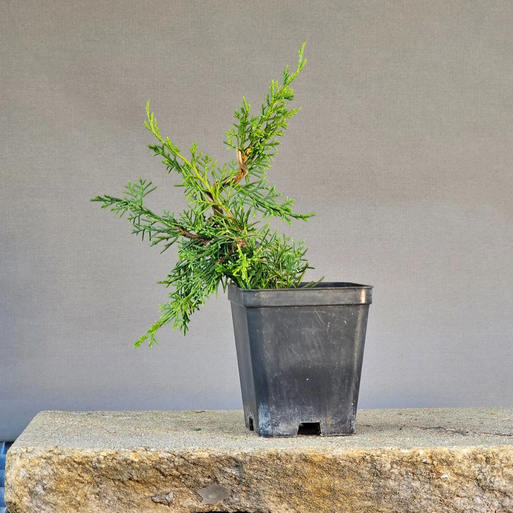 Pre-bonsai di ginepro Itoigawa di tre anni con la prima curva impostata con il filo