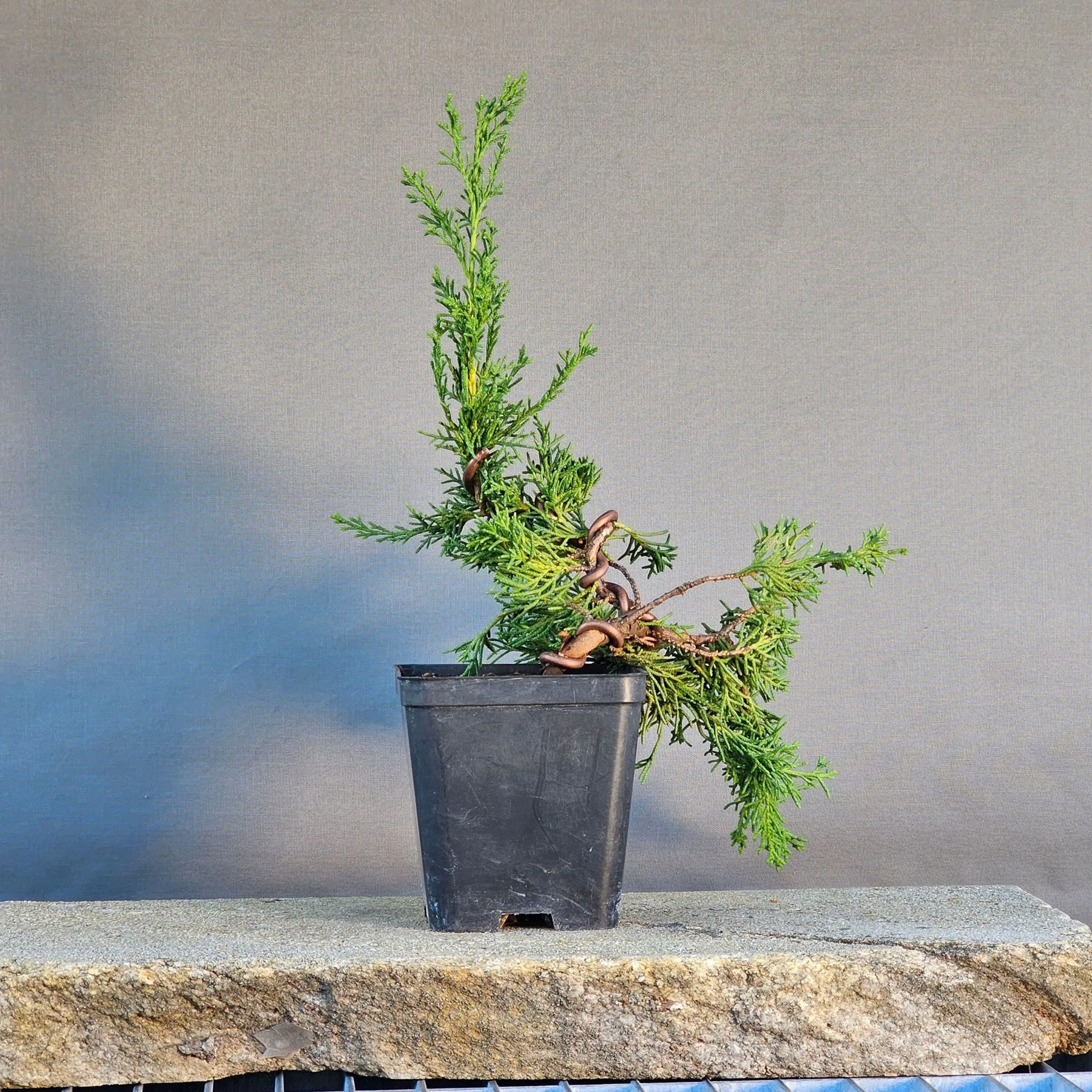Ginepro Itoigawa pre-bonsai di quattro anni con tronco piegato a curve strette e filo applicato
