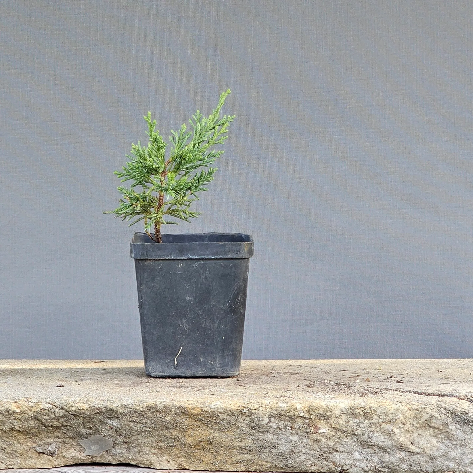 Ginepro Kishu pre-bonsai di due anni con tronco dritto in vaso da coltivazione