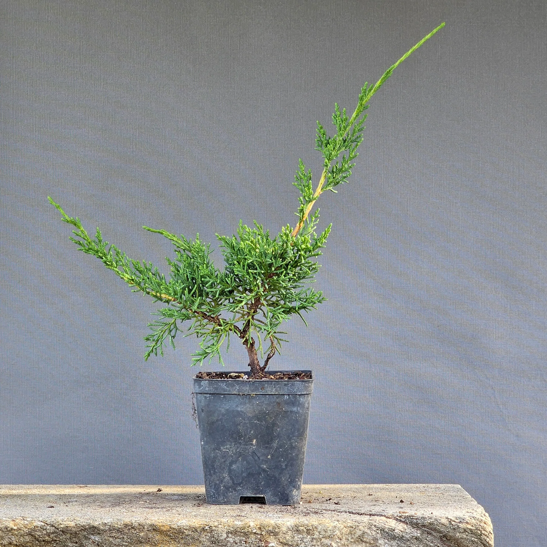 Ginepro Kishu di quattro anni, non piegato, adatto come materiale da innesto