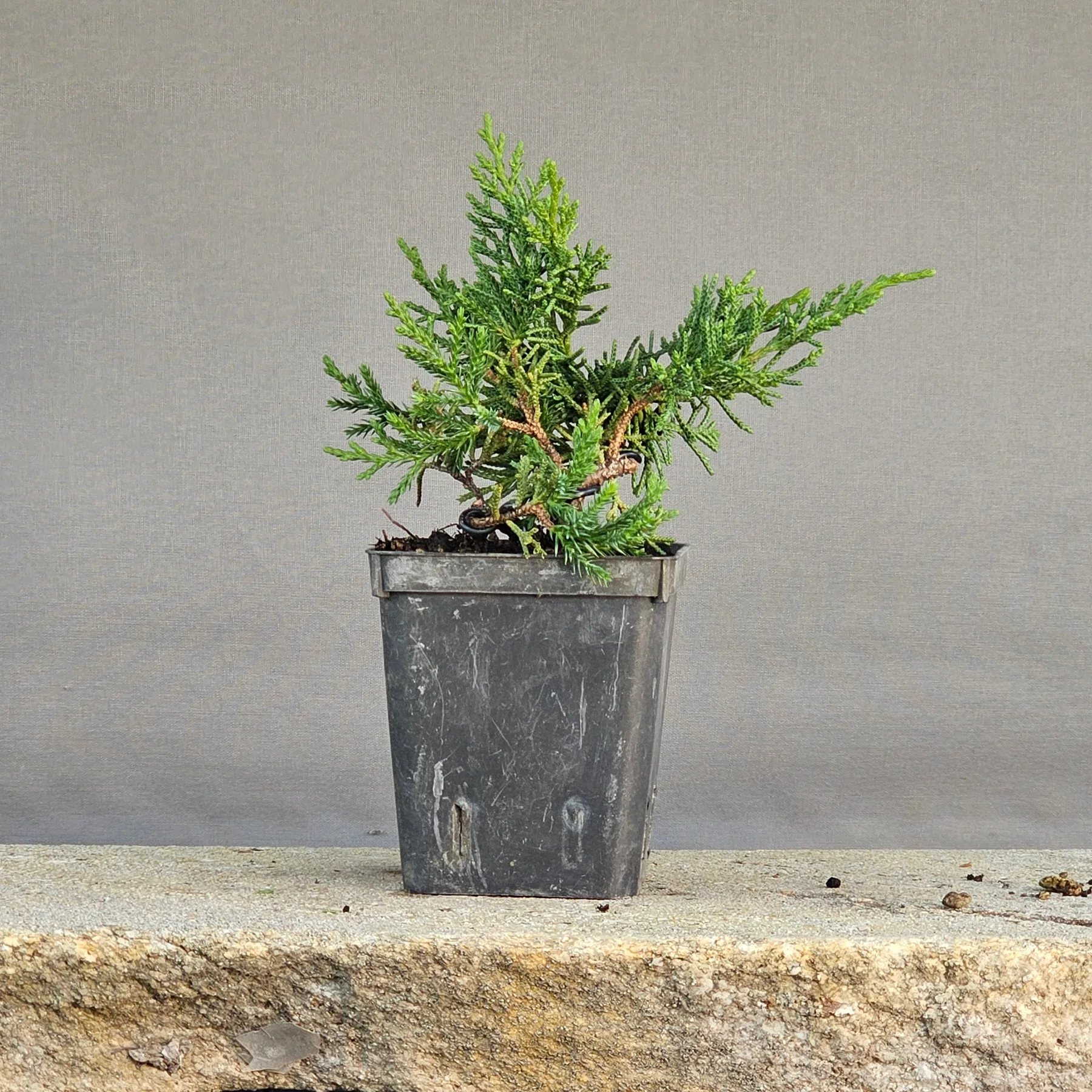 Ginepro Kishu pre-bonsai di tre anni con tronco piegato