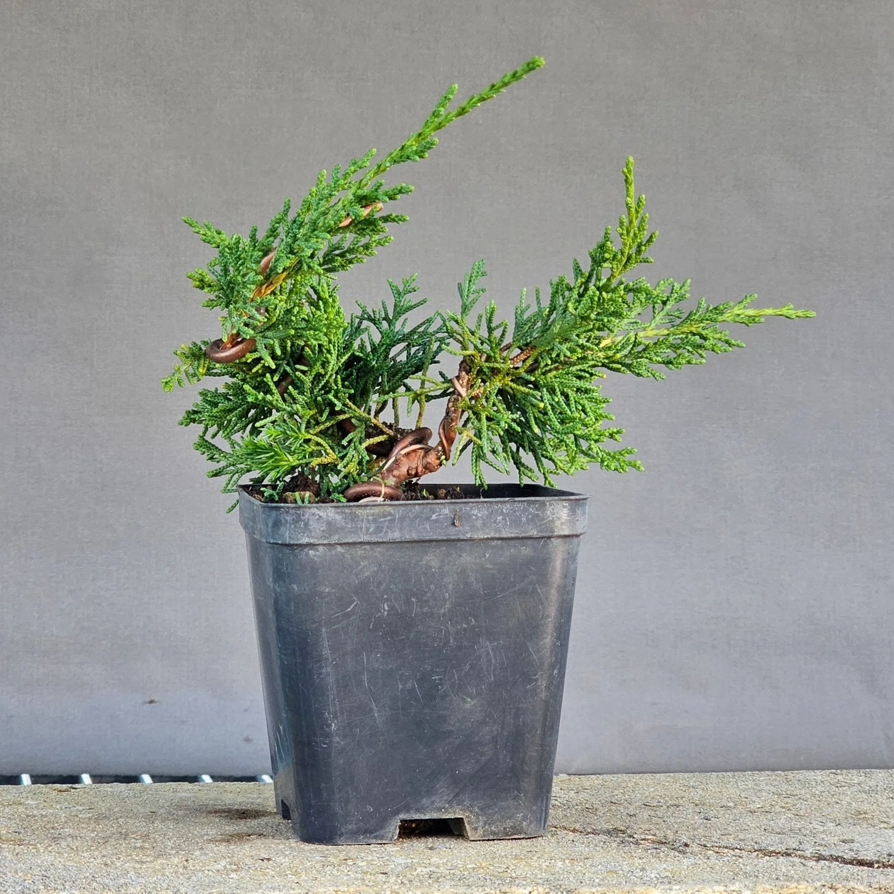 Ginepro Kishu pre-bonsai (Juniperus chinensis ‘Kishu’) di quattro anni, con tronco piegato, filo applicato e fogliame compatto