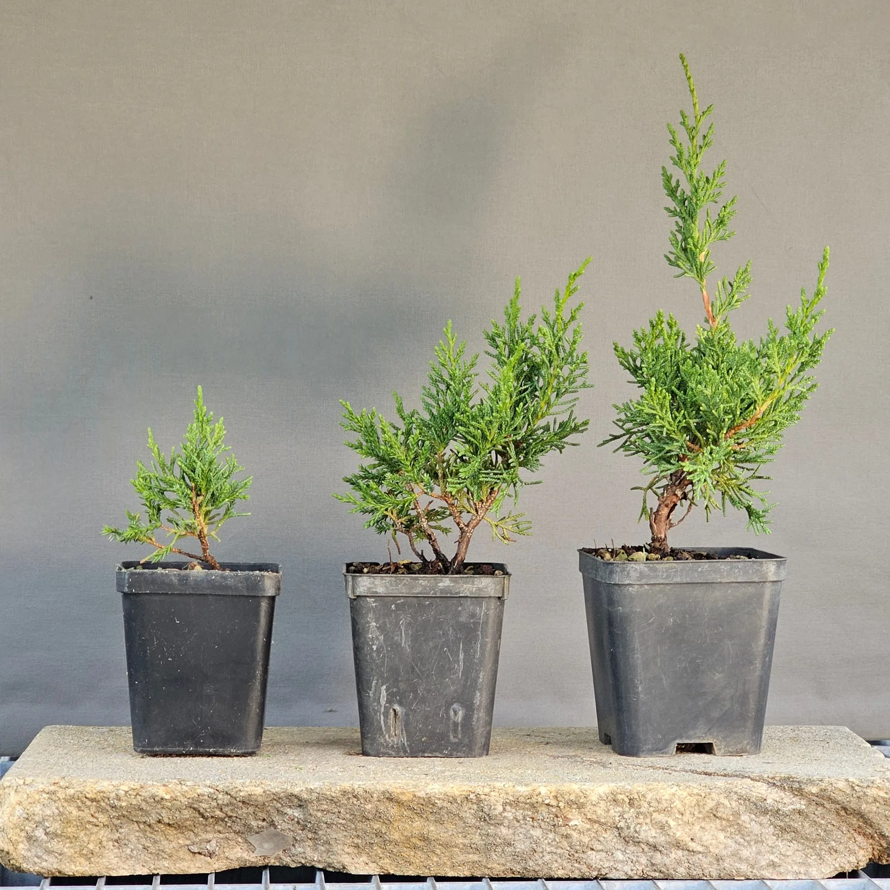 Ginepro Kishu pre-bonsai (Juniperus chinensis ‘Kishu’) a due, tre e quattro anni uno accanto all’altro: lo sviluppo della pianta stadio per stadio