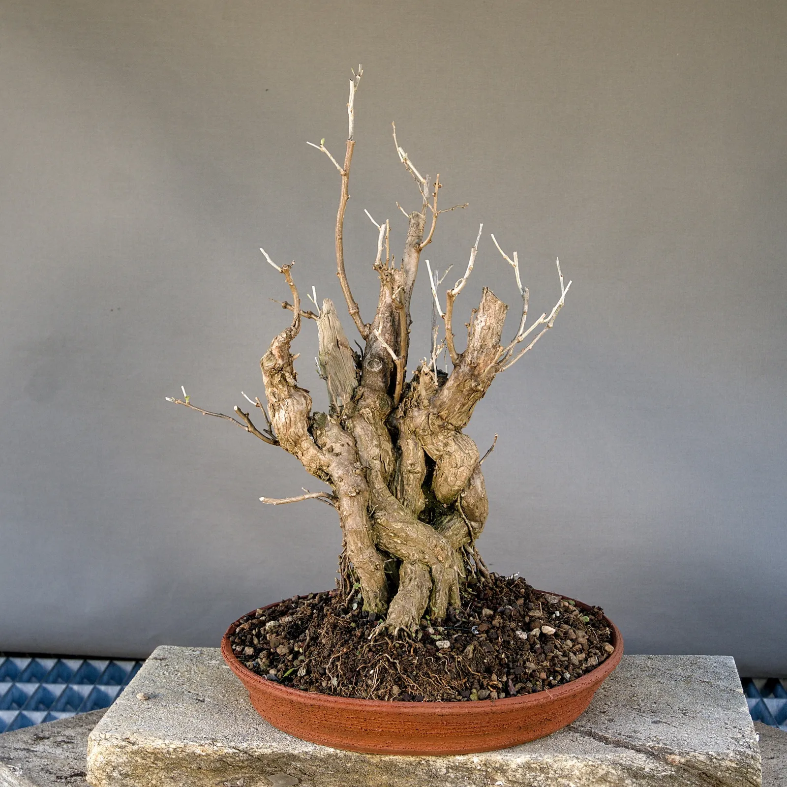 Goji Bonsai (Lycium barbarum), Yardadori, ca. 15 Jahre, Vorderseite