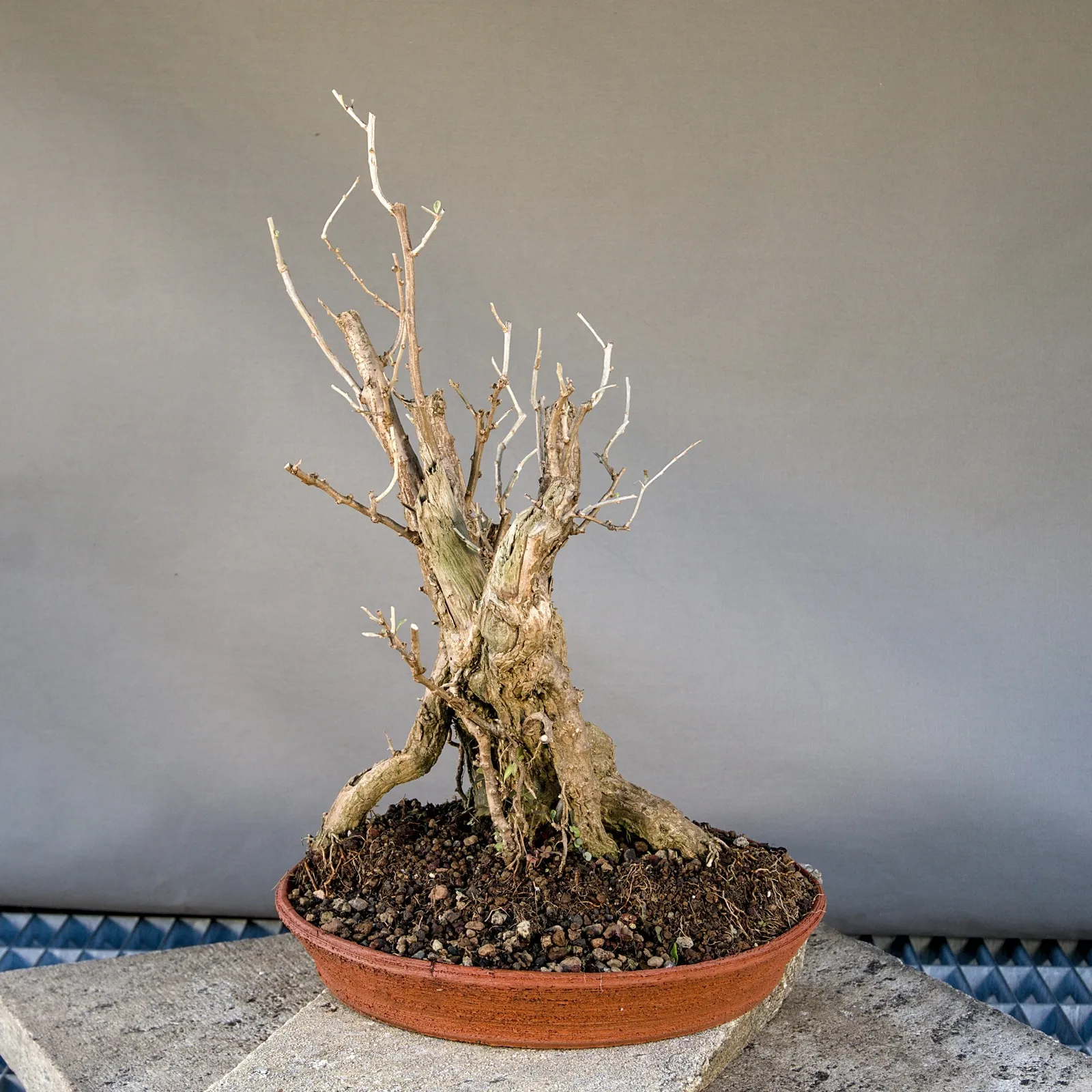 Goji Bonsai (Lycium barbarum), Yardadori, ca. 15 Jahre, Ansicht 5