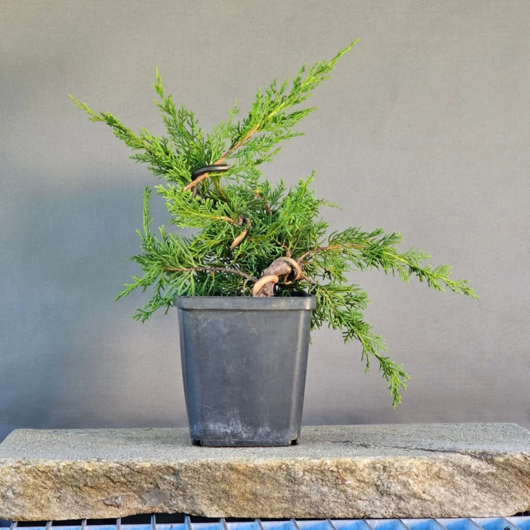 Five-year-old Itoigawa juniper pre-bonsai with bent trunk and dense foliage