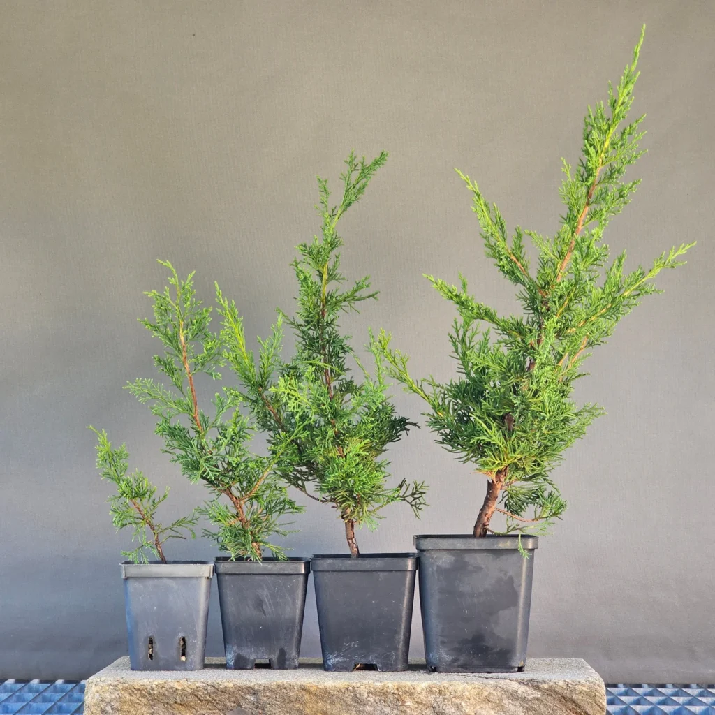 Itoigawa juniper pre-bonsai (Juniperus chinensis ‘Itoigawa’) at two, three, four and five years side by side – how the plant develops stage by stage