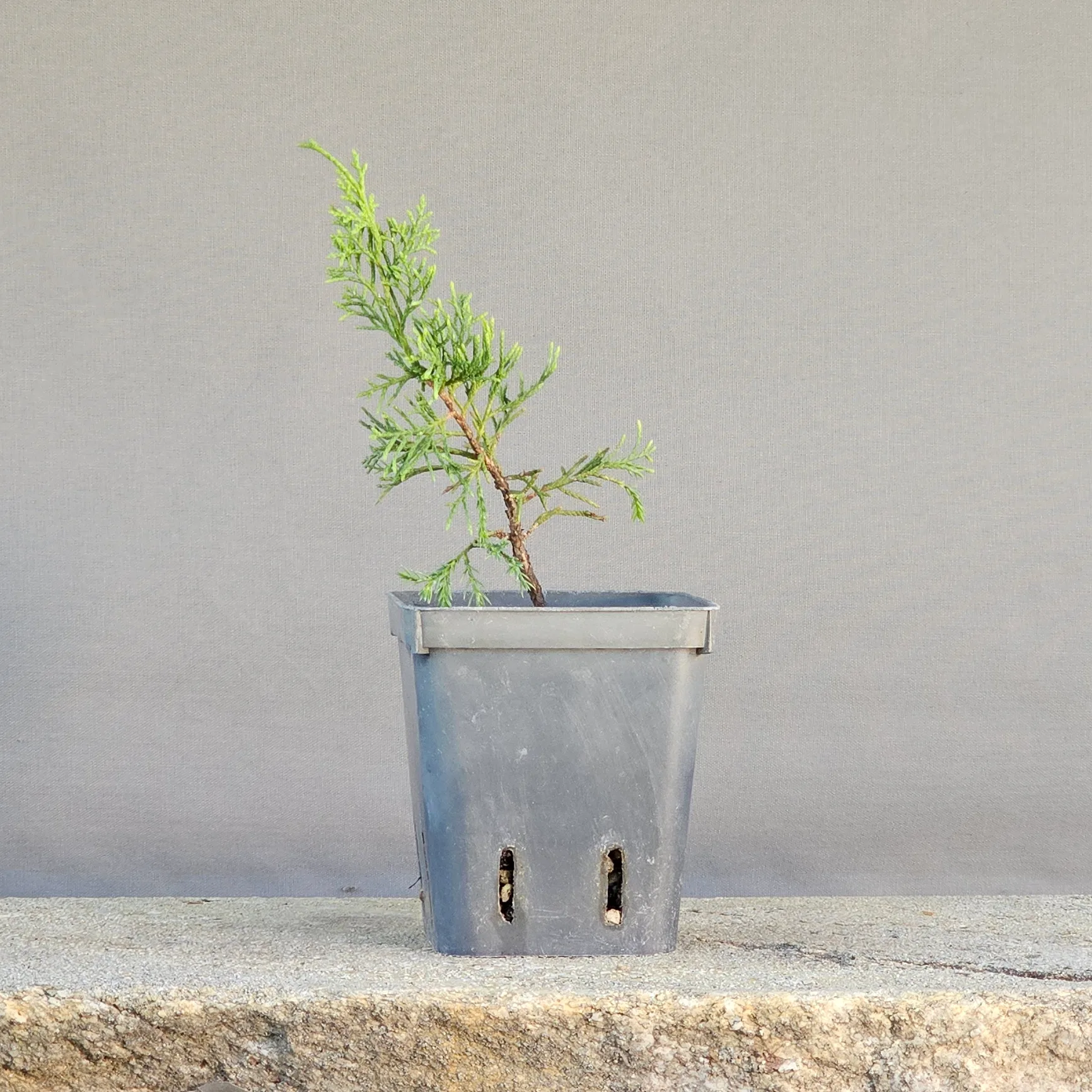 Straight two-year-old Itoigawa juniper pre-bonsai (Juniperus chinensis ‘Itoigawa’) in a nursery pot