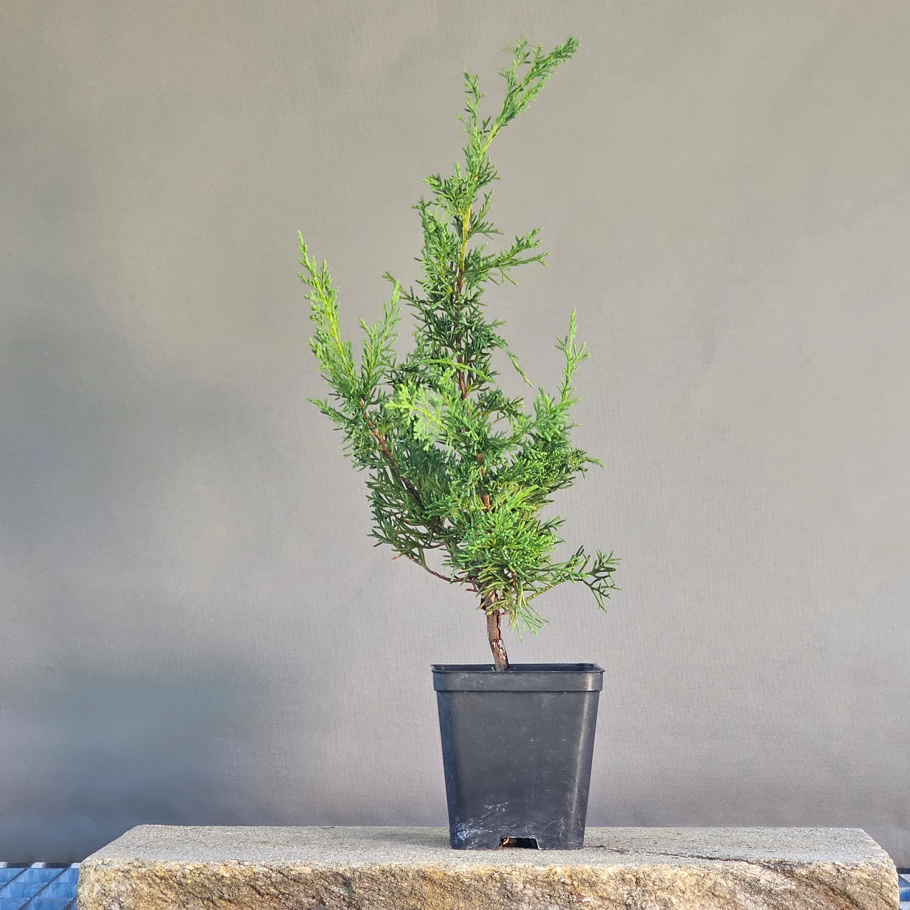 Straight four-year-old Itoigawa juniper, unbent, suitable as grafting material