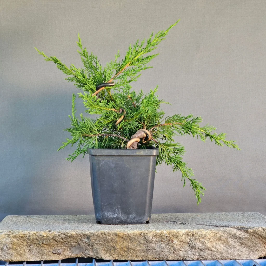 Fünfjähriger Itoigawa-Wacholder als Pre-Bonsai mit gebogenem Stamm und dichtem Laub
