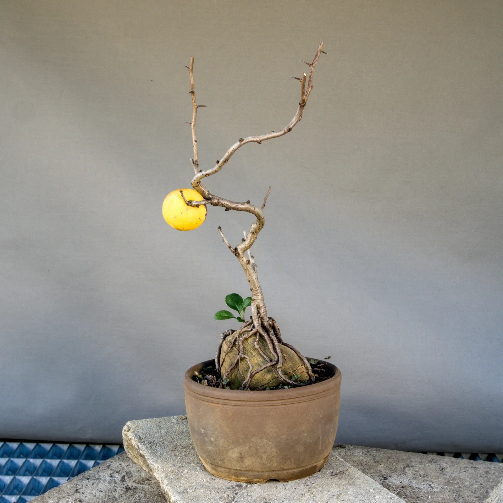 Japanische Zierquitte Bonsai (Chaenomeles japonica) mit Frucht, ca. 5 Jahre, Ansicht 2