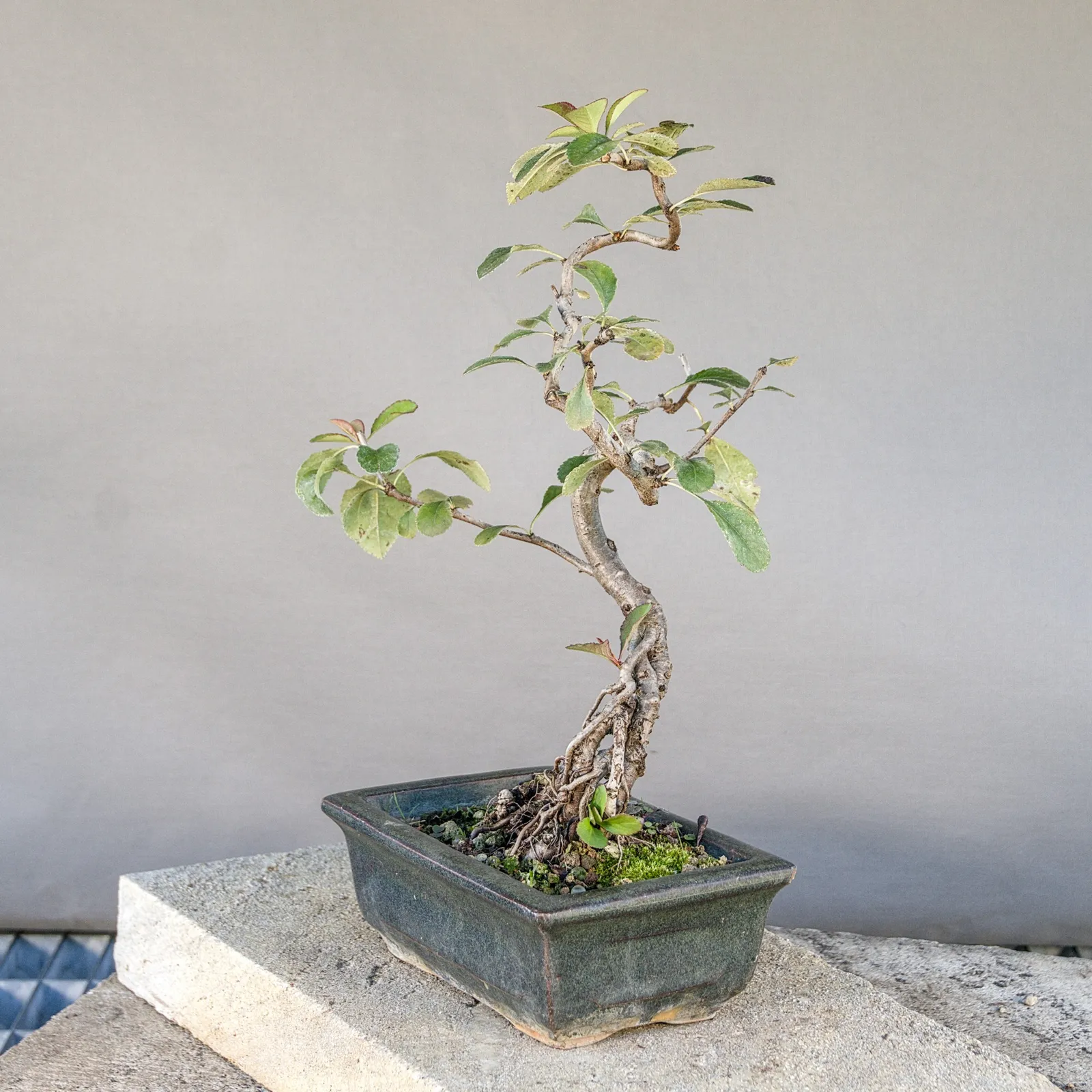 Japanische Zierquitte Bonsai (Chaenomeles japonica) aus Samen, ca. 5 Jahre, Ansicht 2