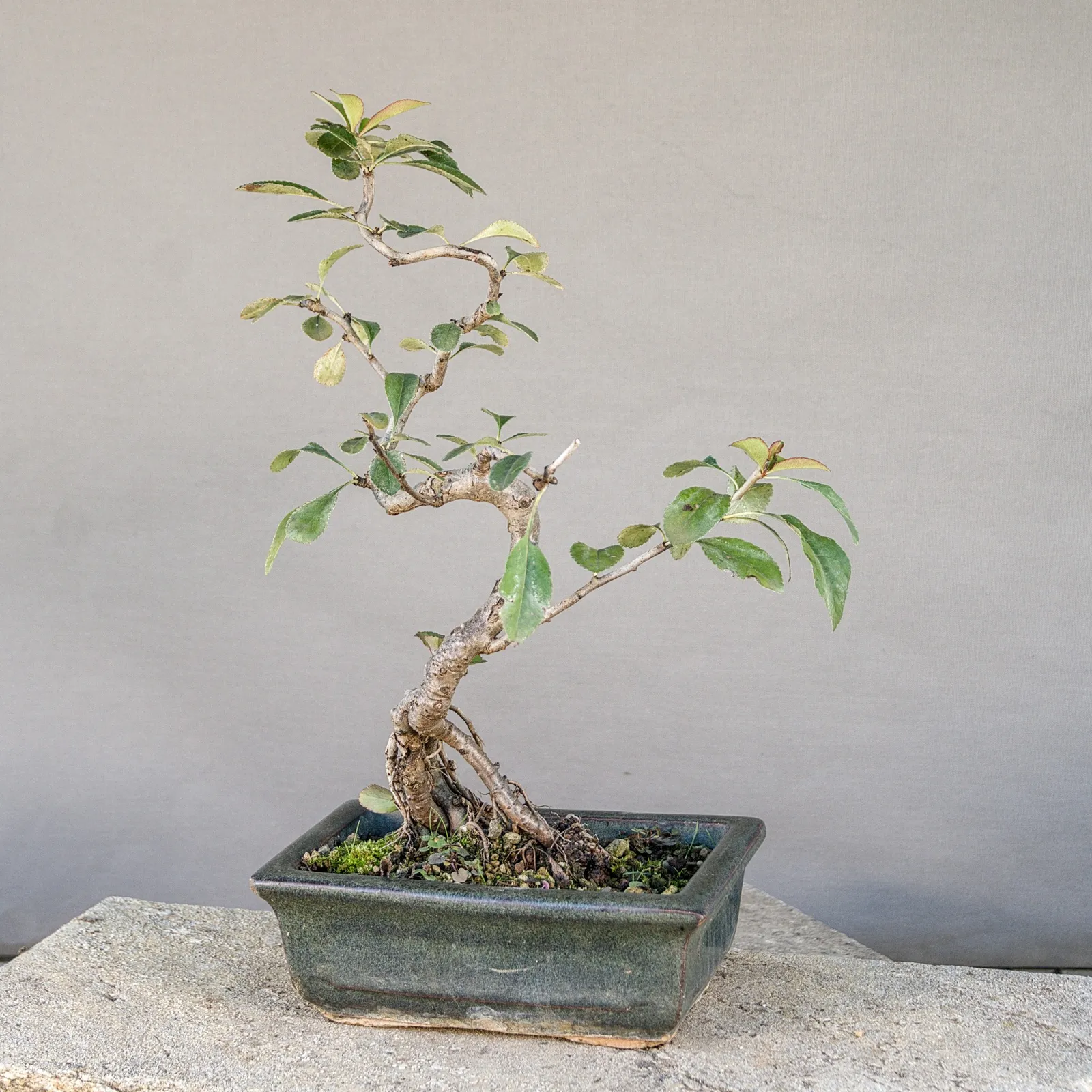 Japanische Zierquitte Bonsai (Chaenomeles japonica) aus Samen, ca. 5 Jahre, Ansicht 5