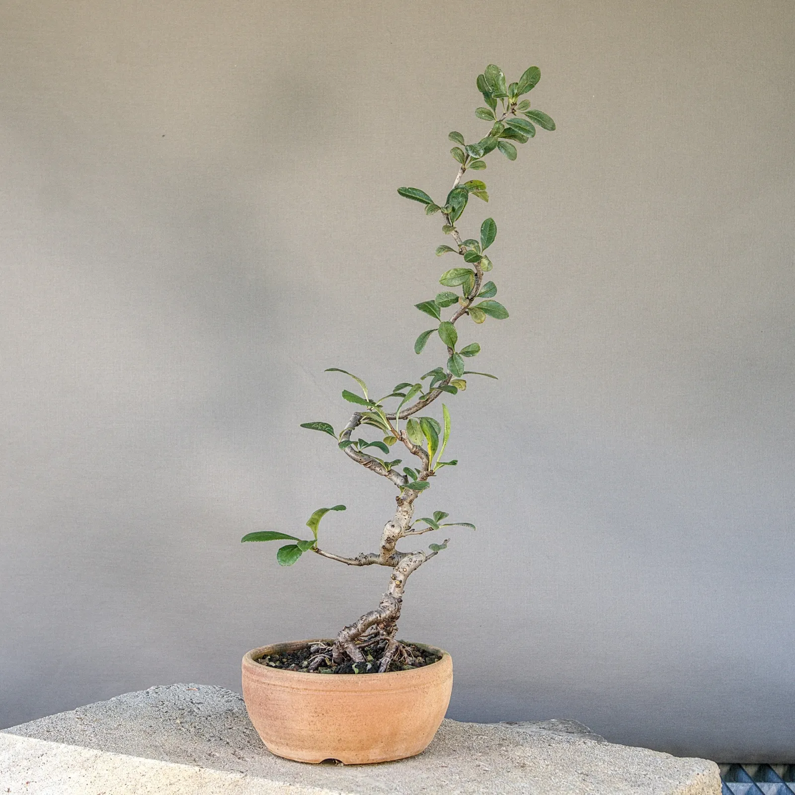 Japanische Zierquitte Bonsai (Chaenomeles japonica), schlanker Stamm, ca. 5 Jahre, Ansicht 2