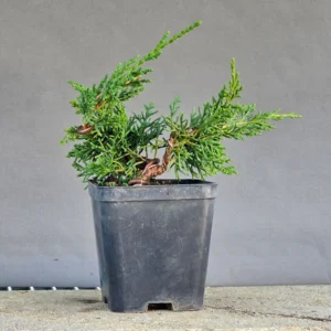 Kishu juniper pre-bonsai (Juniperus chinensis ‘Kishu’), four years old, with wired, bent trunk and compact foliage