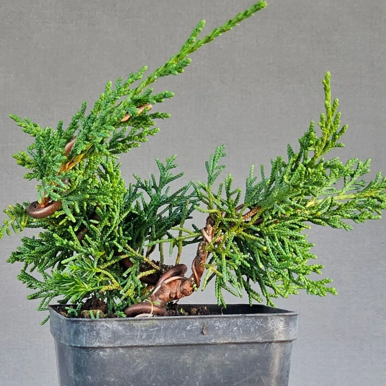 Close-up of Kishu juniper foliage: dense, dark green scales