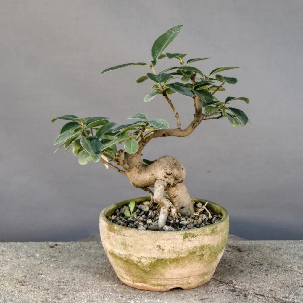 Liguster Bonsai (Ligustrum vulgare), Yamadori, ca. 8 Jahre, Vorderseite