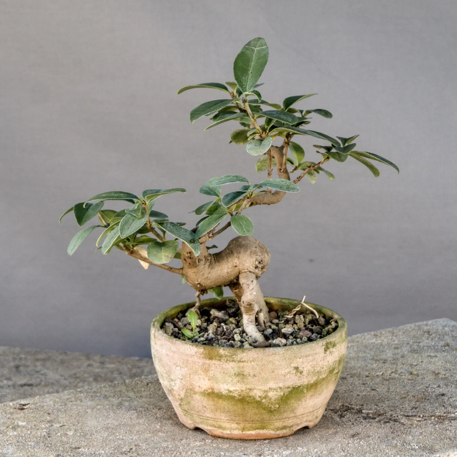 Liguster Bonsai (Ligustrum vulgare), Yamadori, ca. 8 Jahre, Ansicht 2