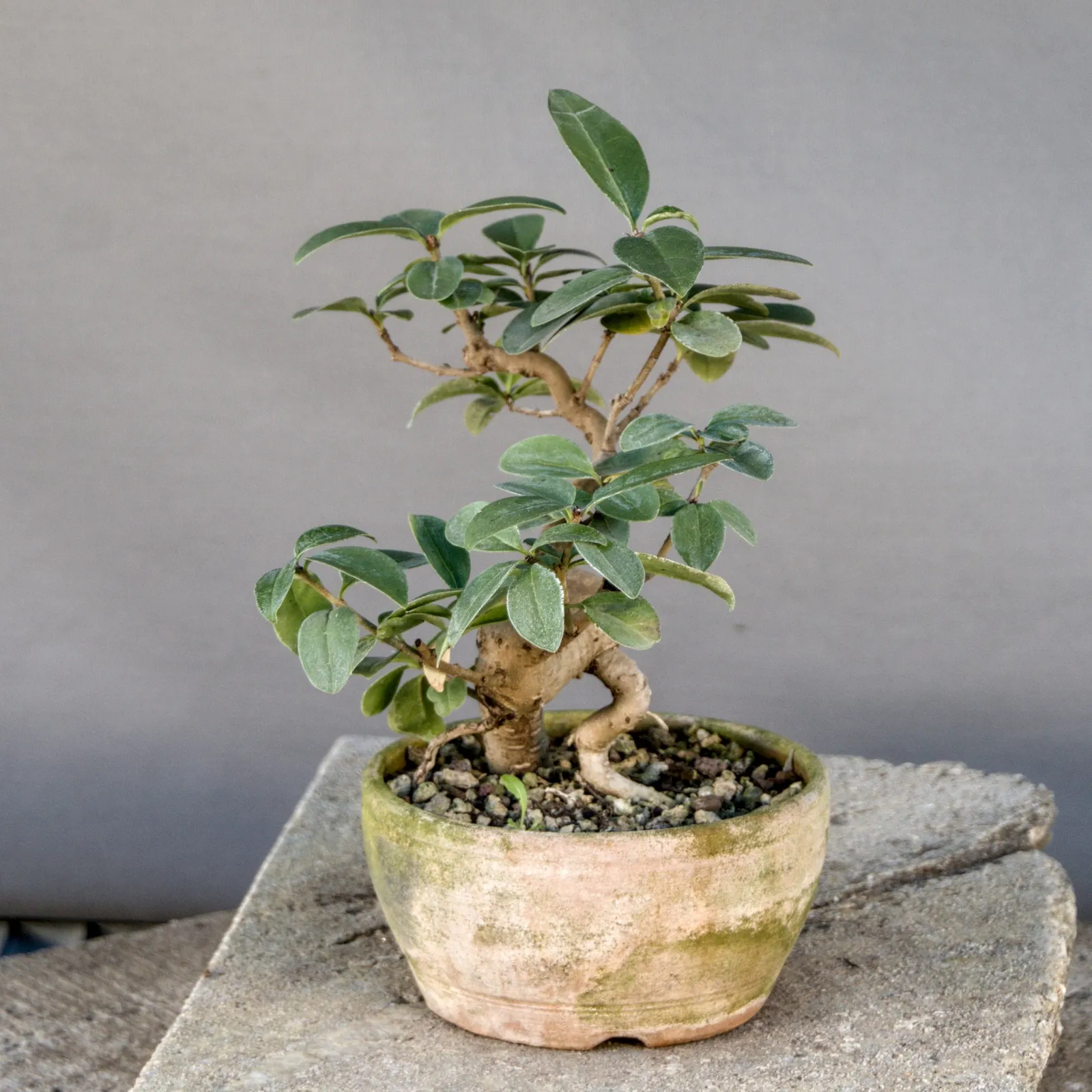 Liguster Bonsai (Ligustrum vulgare), Yamadori, ca. 8 Jahre, Ansicht 3