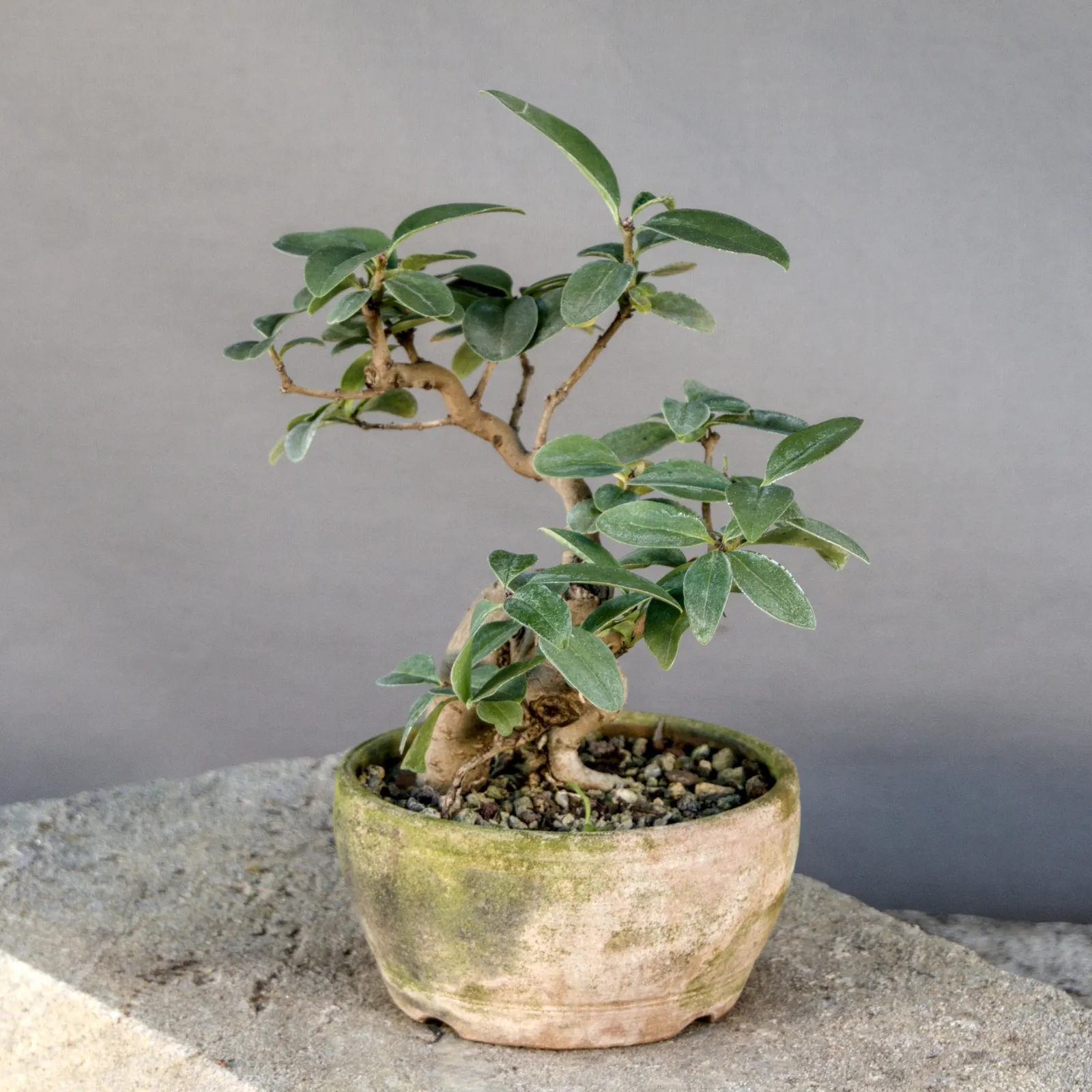 Liguster Bonsai (Ligustrum vulgare), Yamadori, ca. 8 Jahre, Ansicht 4