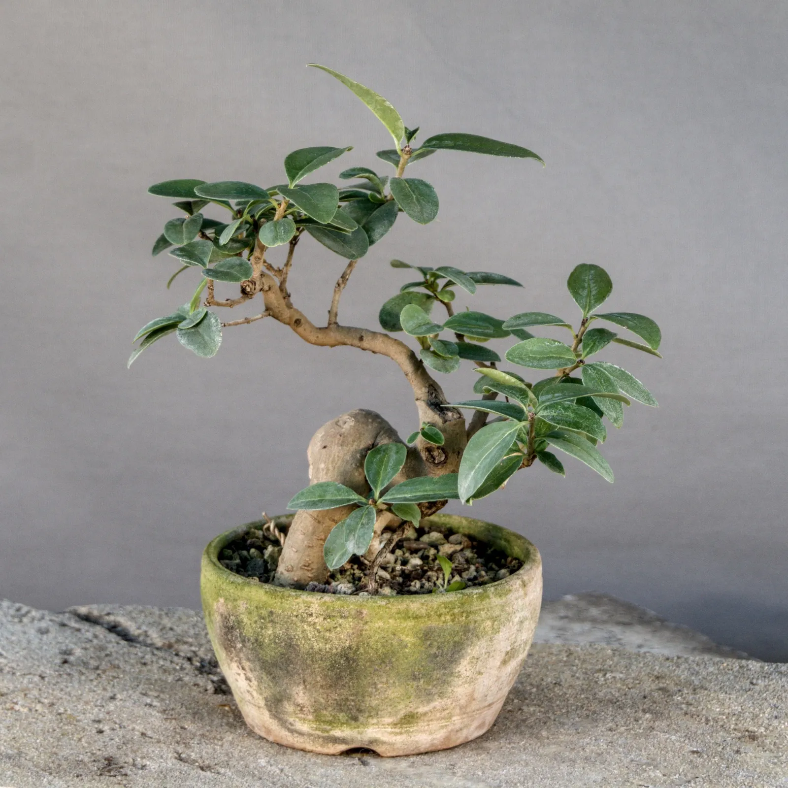 Liguster Bonsai (Ligustrum vulgare), Yamadori, ca. 8 Jahre, Ansicht 5