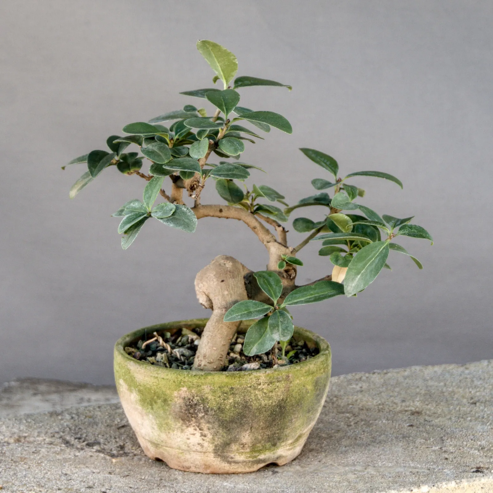 Liguster Bonsai (Ligustrum vulgare), Yamadori, ca. 8 Jahre, Ansicht 6