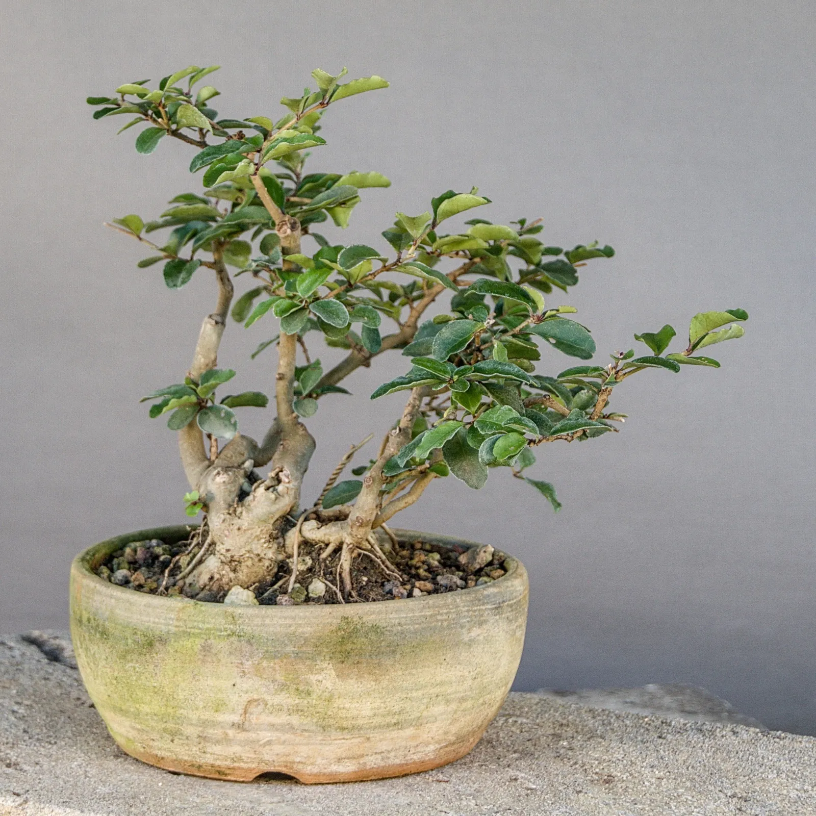 Wild privet (Ligustrum vulgare) multi-trunk bonsai, about 8 years, view 2