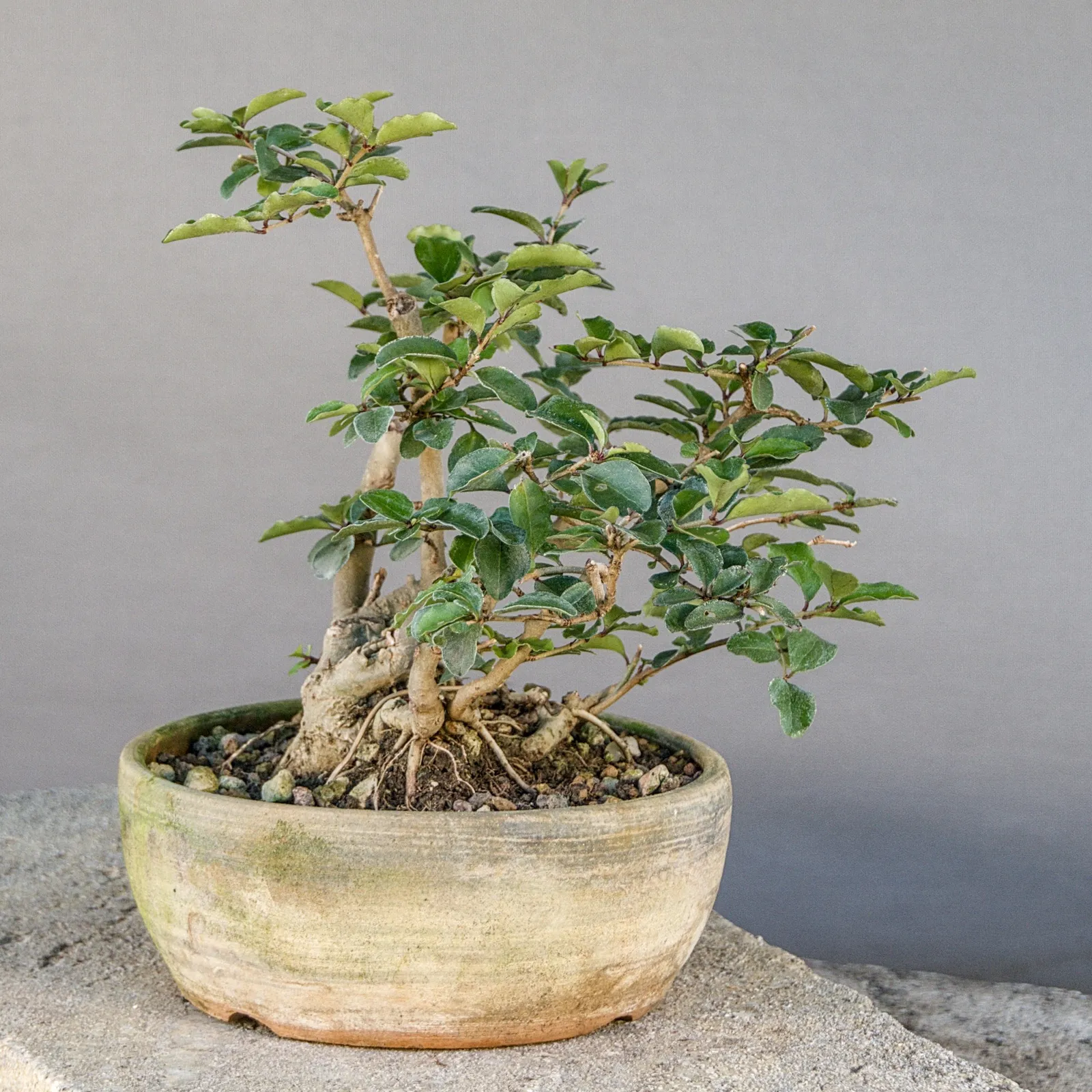 Wild privet (Ligustrum vulgare) multi-trunk bonsai, about 8 years, view 3