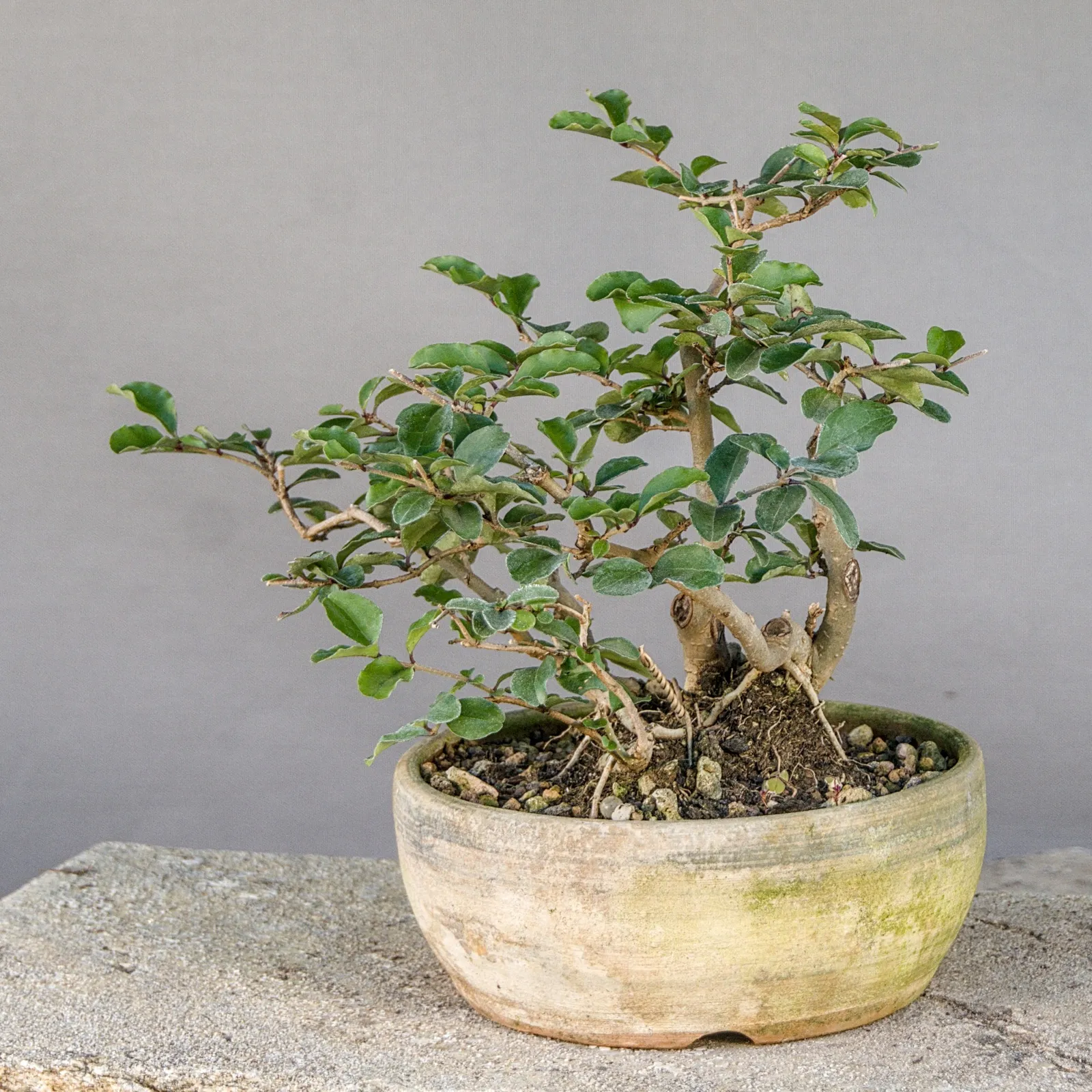 Wild privet (Ligustrum vulgare) multi-trunk bonsai, about 8 years, view 4