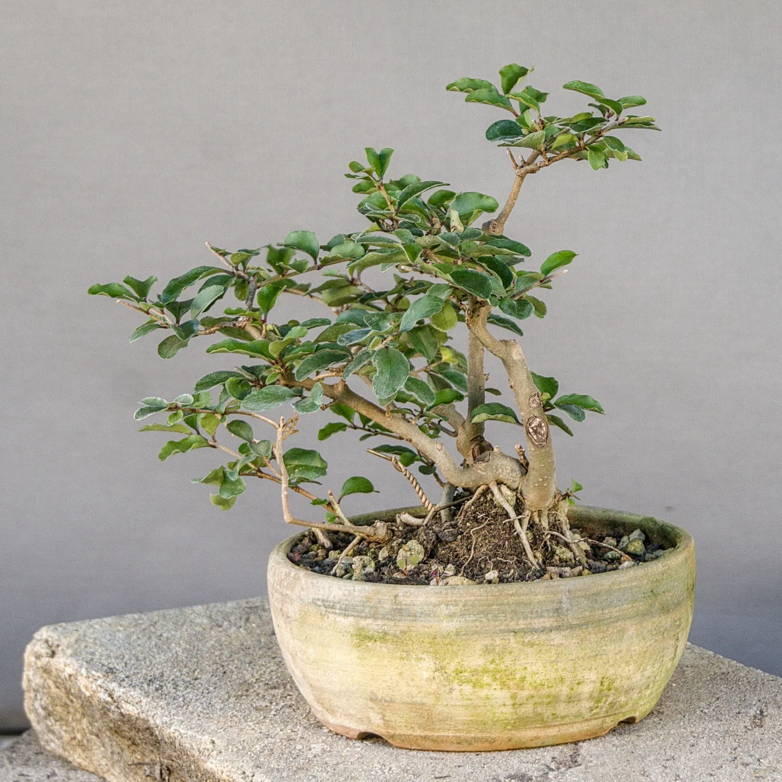 Wild privet (Ligustrum vulgare) multi-trunk bonsai, about 8 years, view 5