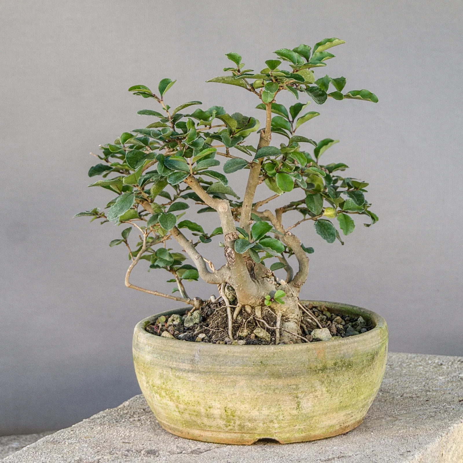 Wild privet (Ligustrum vulgare) multi-trunk bonsai, about 8 years, view 6