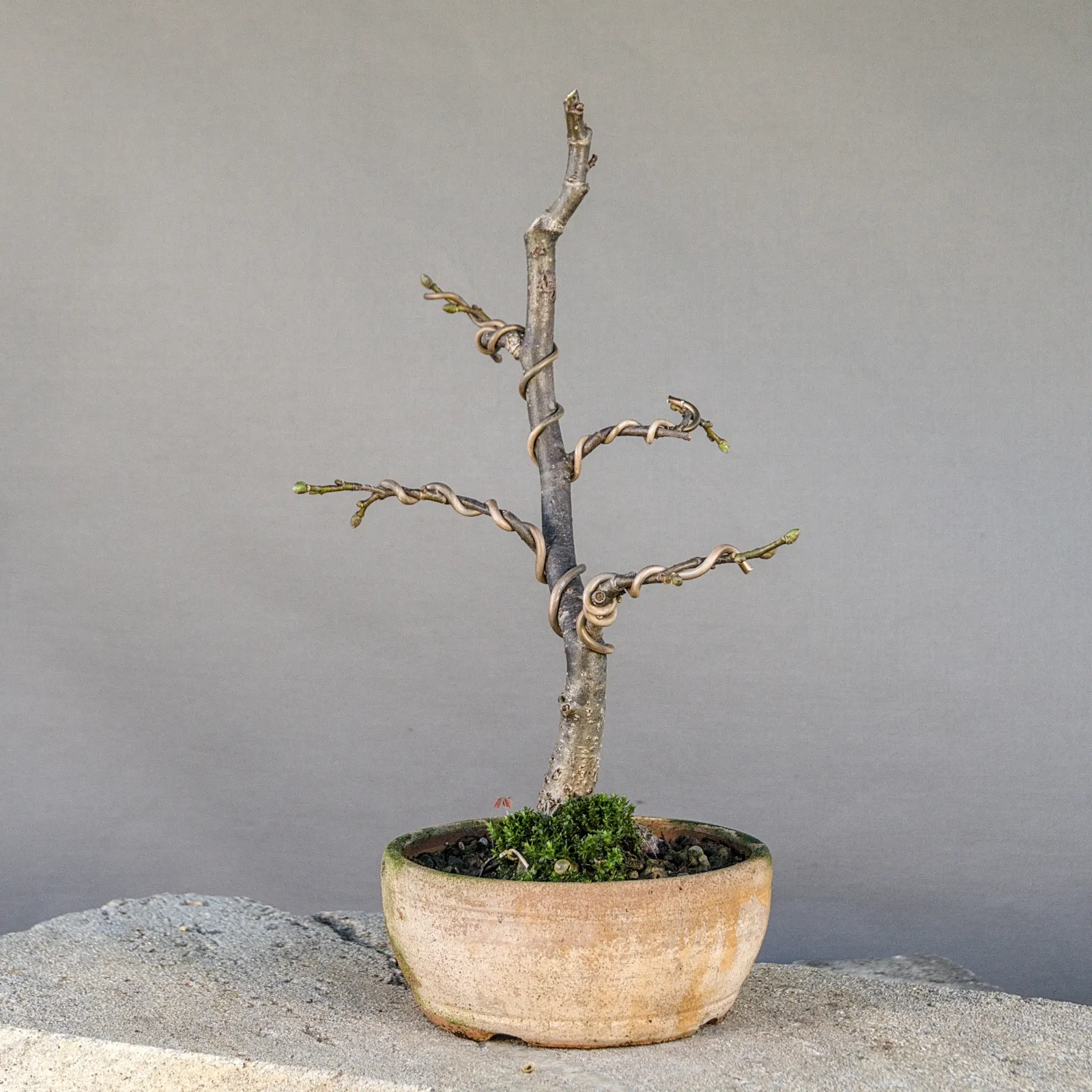 Linde Bonsai (Winterlinde, Tilia cordata), gedrahtet, ca. 5 Jahre, Ansicht 3