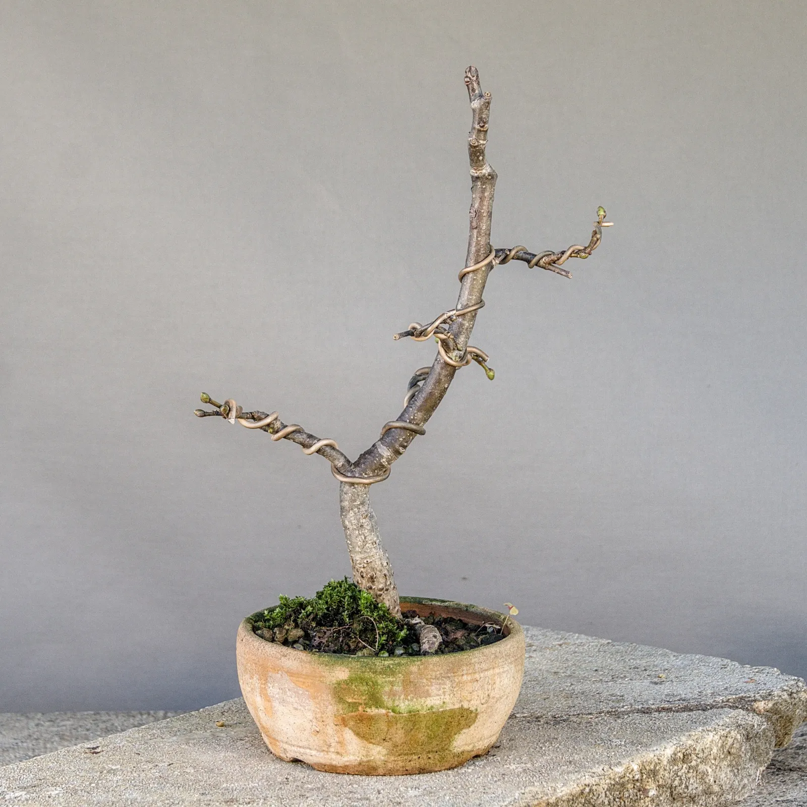 Linde Bonsai (Winterlinde, Tilia cordata), gedrahtet, ca. 5 Jahre, Ansicht 4