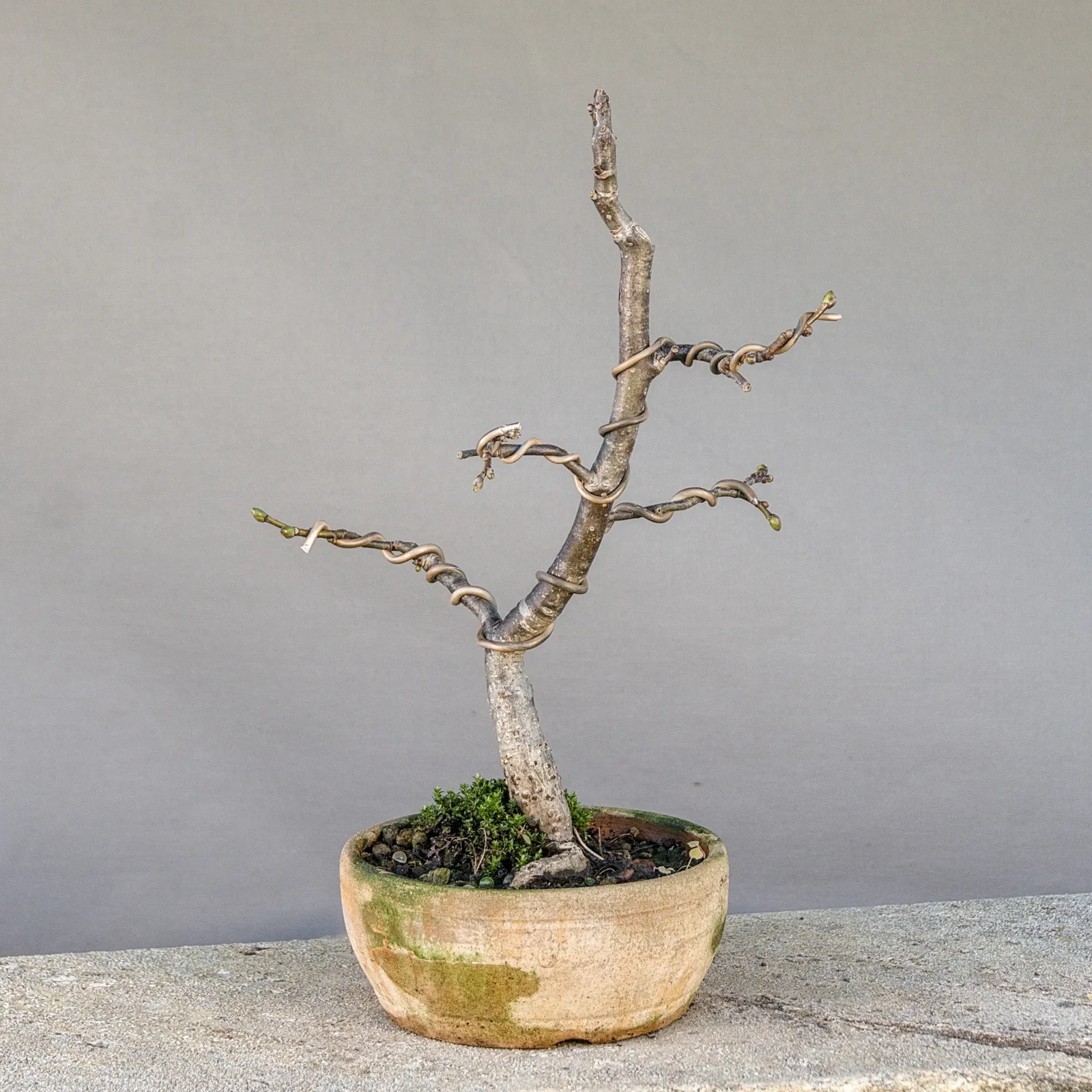 Linde Bonsai (Winterlinde, Tilia cordata), gedrahtet, ca. 5 Jahre, Ansicht 5