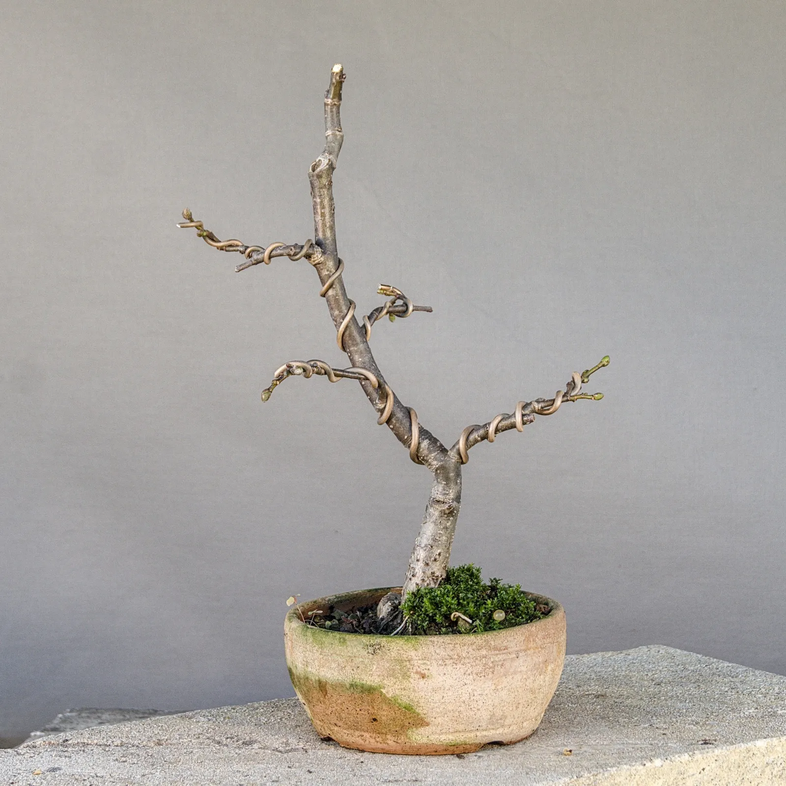 Linde Bonsai (Winterlinde, Tilia cordata), gedrahtet, ca. 5 Jahre, Ansicht 7