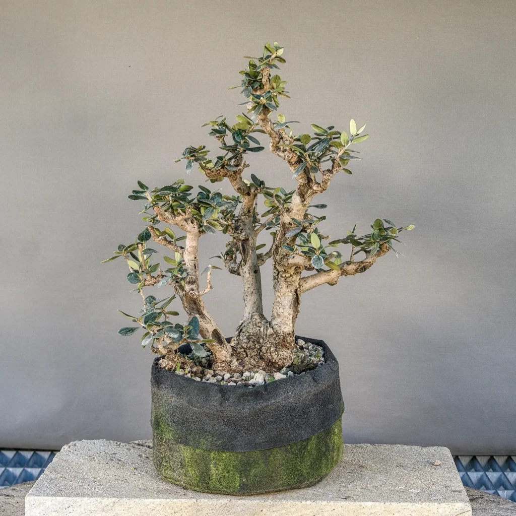 Olivenbaum Bonsai (Olea europaea sylvestris), ca. 30 Jahre, Vorderseite