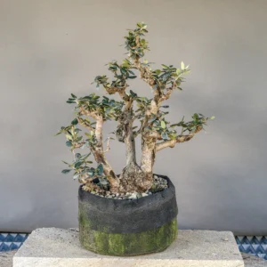 Olivenbaum Bonsai (Olea europaea sylvestris), ca. 30 Jahre, Vorderseite