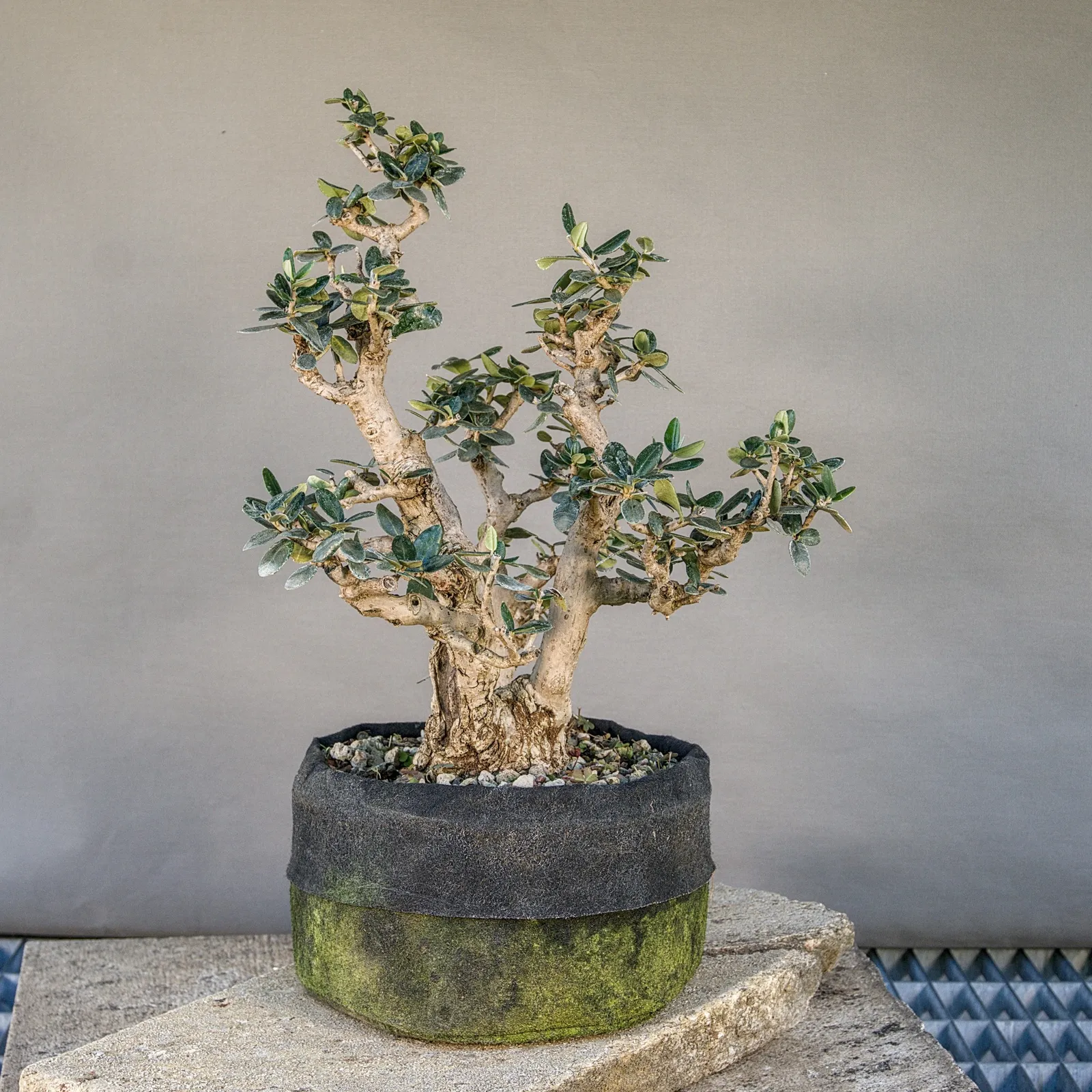 Olivenbaum Bonsai (Olea europaea sylvestris), ca. 30 Jahre, Ansicht 3