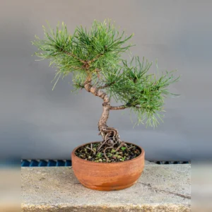 Mugo pine (Pinus mugo) bonsai, about 6 years, front
