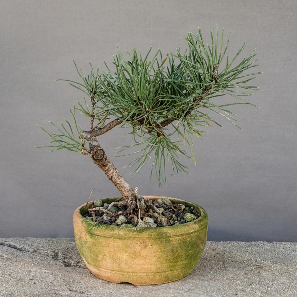 Small mugo pine (Pinus mugo) bonsai, about 6 years, front
