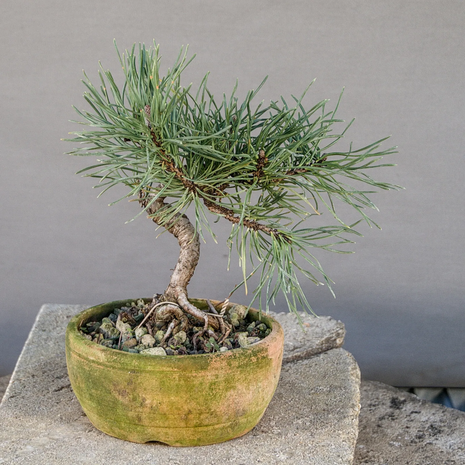 Small mugo pine (Pinus mugo) bonsai, about 6 years, view 3