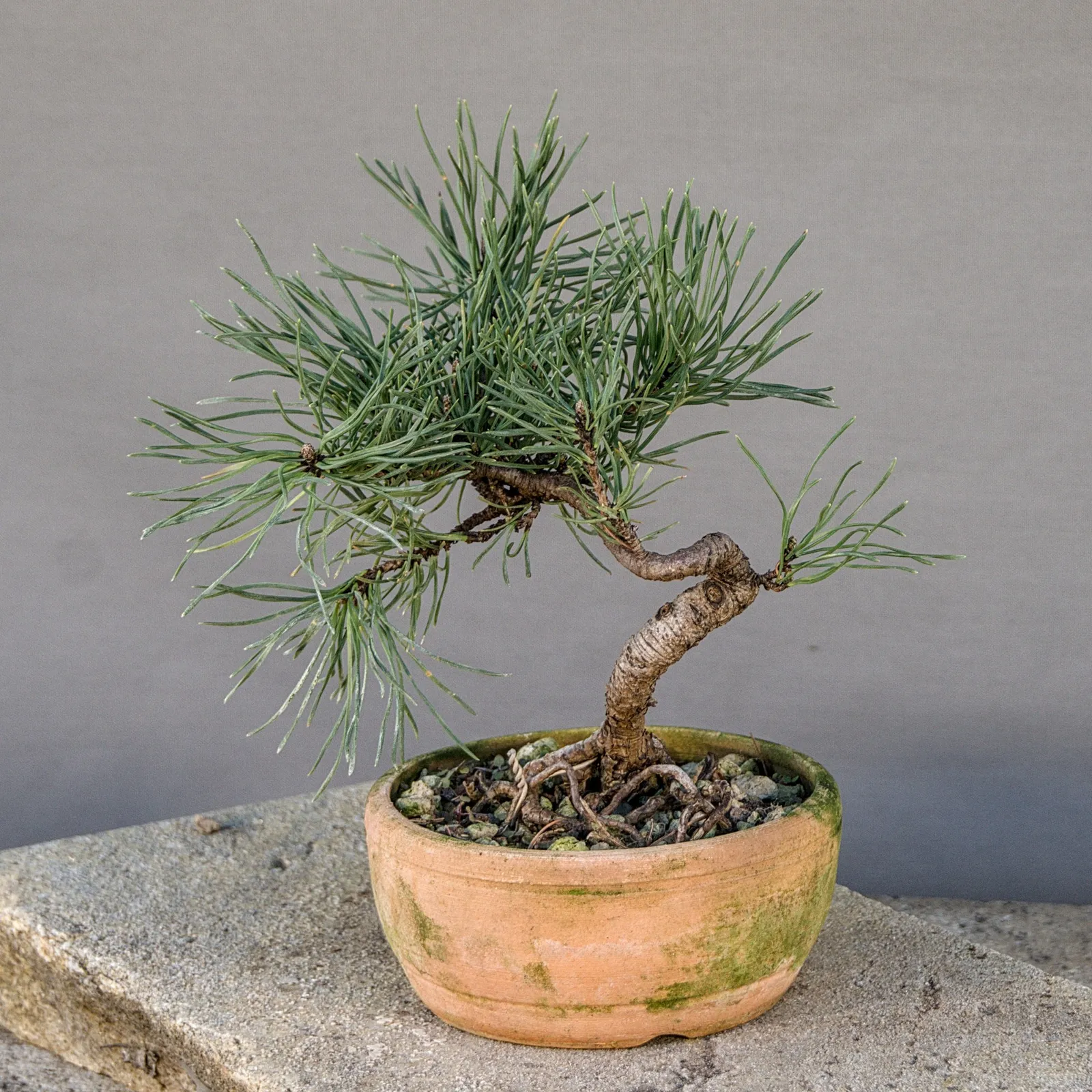 Small mugo pine (Pinus mugo) bonsai, about 6 years, view 5