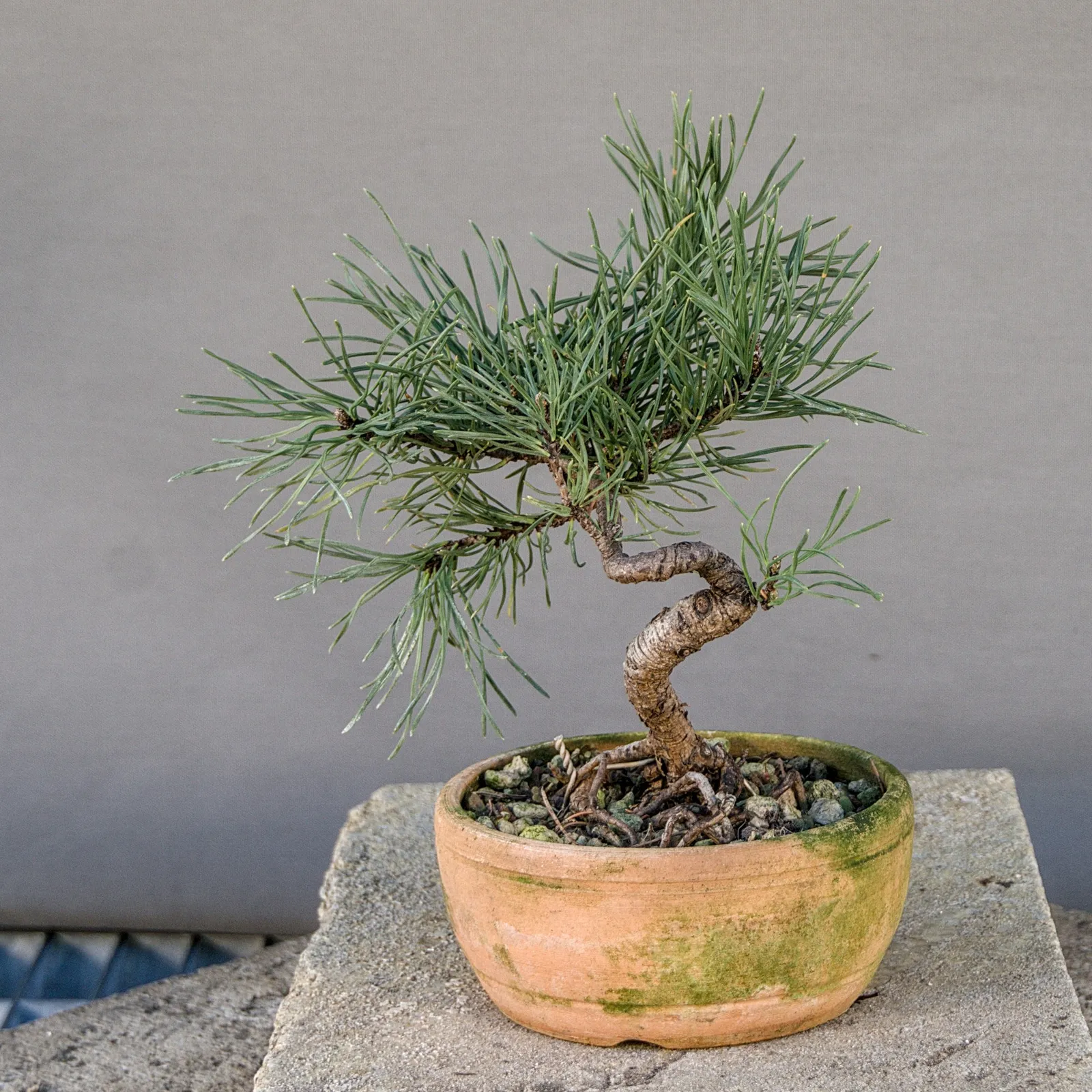Small mugo pine (Pinus mugo) bonsai, about 6 years, view 6