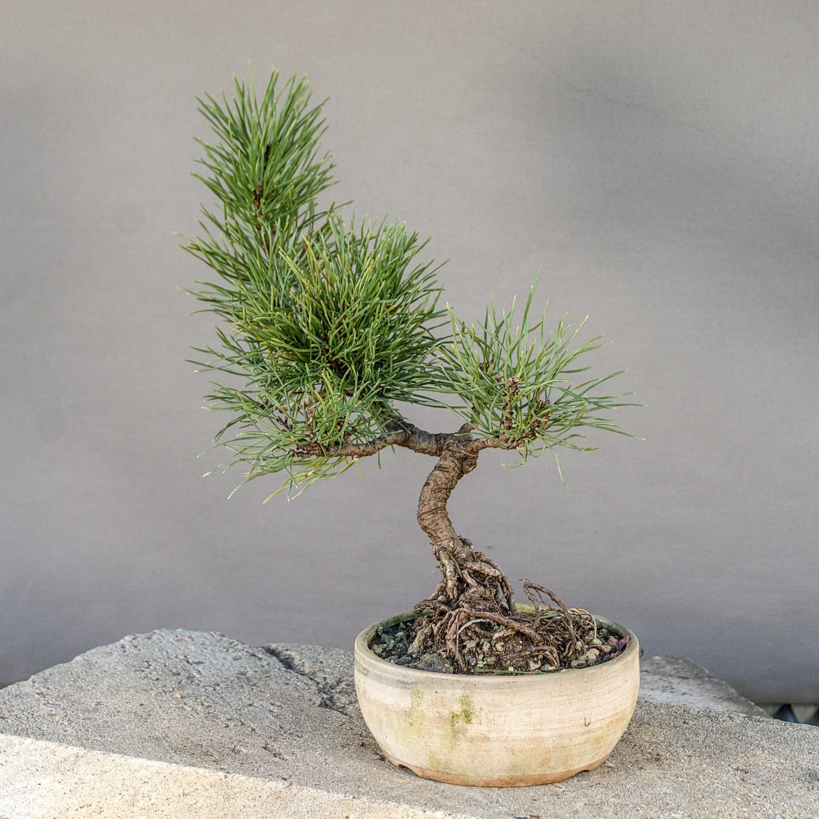 Mugo pine (Pinus mugo) bonsai, low spreading style, about 6 years, view 2