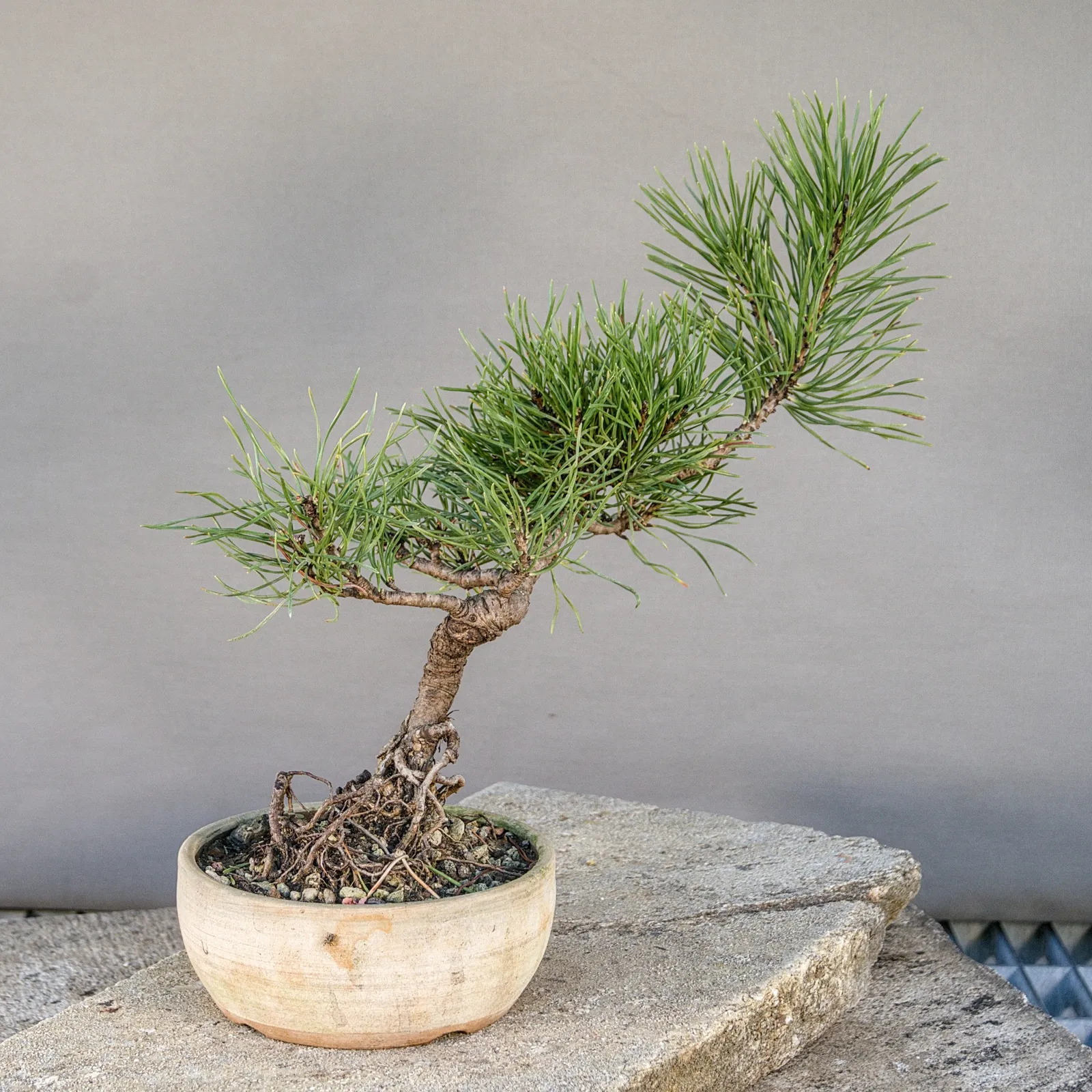 Mugo pine (Pinus mugo) bonsai, low spreading style, about 6 years, view 3