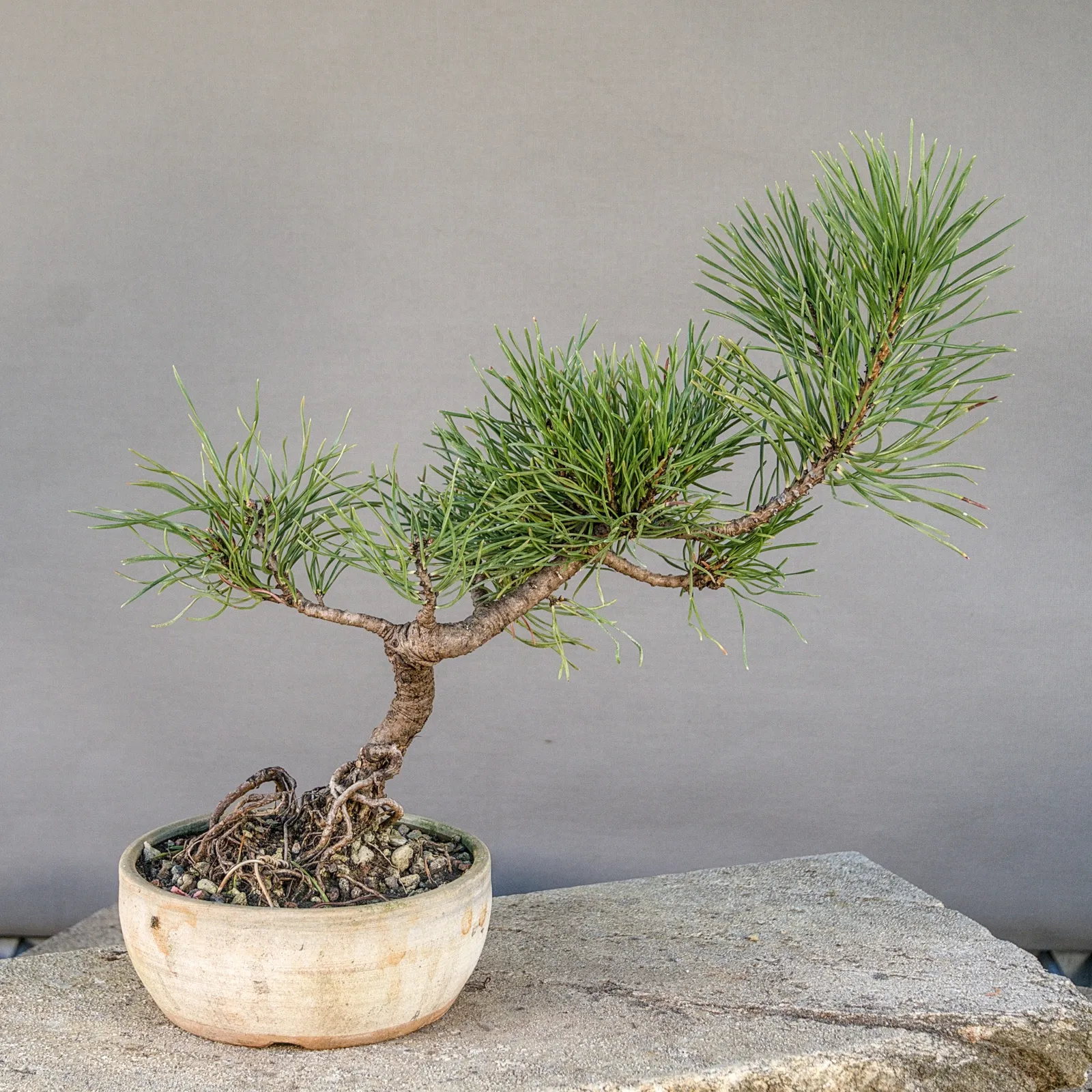 Mugo pine (Pinus mugo) bonsai, low spreading style, about 6 years, view 4
